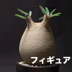 2026年最新】グラキリス フィギュアの人気アイテム - メルカリ