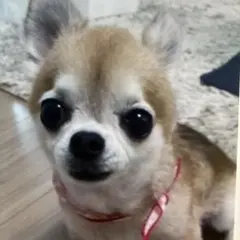 小型犬用手編み服　ままりん様専用