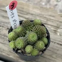 Pちゃん様 リクエスト 2点 まとめ商品