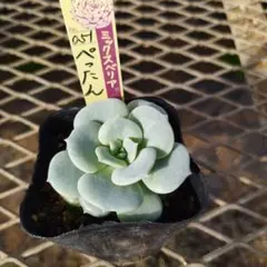 2025年最新】おらいさん苗の人気アイテム - メルカリ