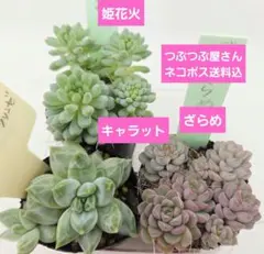 2026年最新】つぶつぶ ざらめの人気アイテム - メルカリ