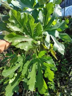 pokemon さま　　イチジク穂木　専用出品 pokemon さま イチジク穂木 専用出品 専用出品 イチジク穂木 【公式通販】