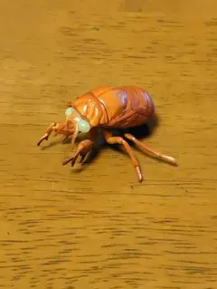 2025年最新】昆虫標本の人気アイテム - メルカリ