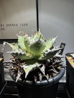 2025年最新】アガベ オアハカの人気アイテム - メルカリ