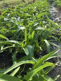 新鮮な空芯菜（エンサイ） 2キロ＋おまけのサムネイル