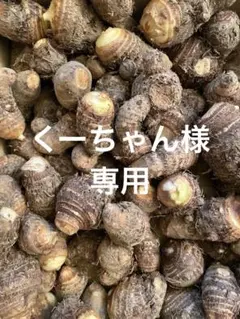 くーちゃん様専用