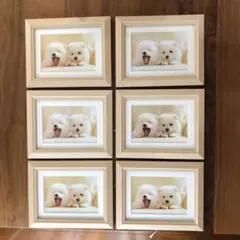 フジカラー 木製額縁 M12N （キャビネ）6個セット