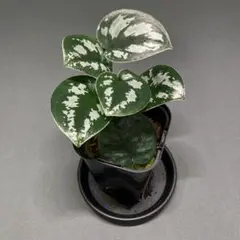 GRASS OF WATER様 リクエスト 2点 まとめ商品