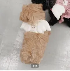 【美品】韓国犬服 Comely　AngelHarnes ＆ Lead　羽根つき
