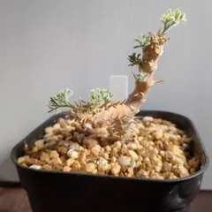 最終値下！一押し残り5株★【実生株】モンソニア ムルチフィダ【採種可能】芽吹き中 最終値下！一押し残り5株☆【実生株】モンソニア ムルチフィダ