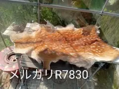 Item thumbnail for item 6d66d7db-b6a4-4f9a-bd42-f7f86bc736f9