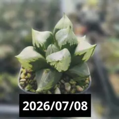 2026年最新】裏般若 ハオルチアの人気アイテム - メルカリ