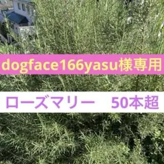 dogface166yasu様専用　ローズマリー　カット苗　切り枝