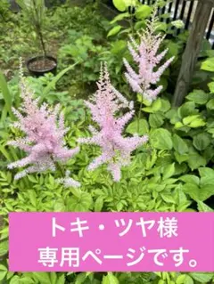 専用ページです。