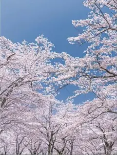 Item thumbnail for item aa7e7b14-6bbc-4b74-9375-73e669a626ed