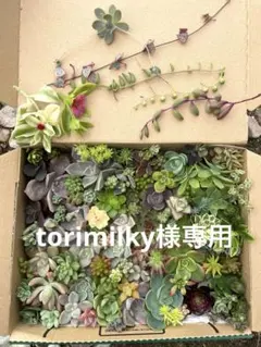 torimilky様専用のサムネイル