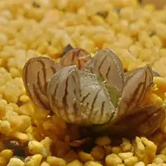 多肉植物　ハオルチア　紫宝玉　実生　1903