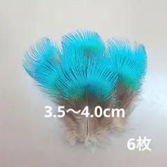 孔雀の羽根　ブルーネック　6枚