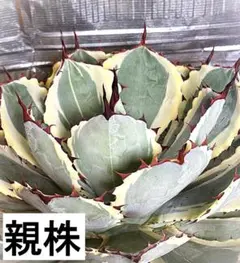 2026年最新】吉祥冠錦の人気アイテム - メルカリ