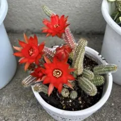 新*子様 ネリサ 超人気白檀 花サボテン カキコ - メルカリ