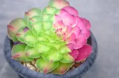 2026年最新】観葉植物 アエオニウムの人気アイテム - メルカリ