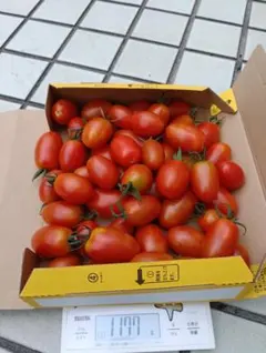 愛媛県産アイコ1kg以上のサムネイル