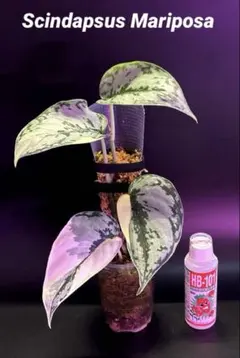 スキンダプサス | STORES スキンダプサス・マリポーサ マリポサ 斑入り