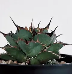 アガベ 親株出品 鉢植発送 極上血統 ハデス 大株 アガベ 親株出品 鉢植発送 極上血統 ハデス 大株 アガベ 親株出品 鉢植