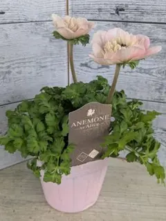 noconoco様 リクエスト 2点 まとめ商品