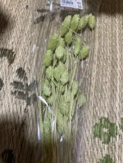ドライフラワー⭐️ヒューベセンス❇️フィリカ❣️プルモーサᕷ