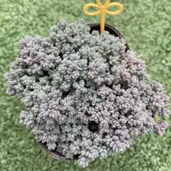 まめ様 リクエスト 4点 まとめ商品