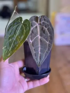 ※希少※アンスリウム　シンバーブラッシュクローム 2025年最新】アンスリウムの人気アイテム - メルカリ