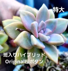 OriginalCollarハイブリッド班入り桜ボタン特大サイズ1カットおまけ付のサムネイル