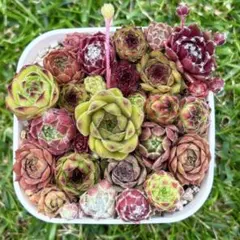 センペルビウム　寄せ植え セット　⑥ ギュウギュウ♡のサムネイル