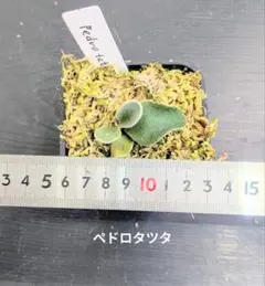 ホマロメナ 竜鱗 Homalomena squamis-draconis - メルカリ