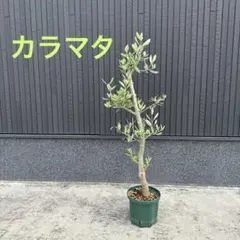 2026年最新】オリーブ苗 カラマタの人気アイテム - メルカリ
