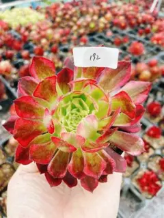 多肉植物 アエオニウム 孔雀翎錦 美苗1株 土付き発送 - メルカリ