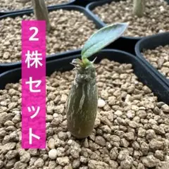 超新鮮 パキポディウム ウィンゾリー 種子 7月下旬採種 5粒 塊根植物