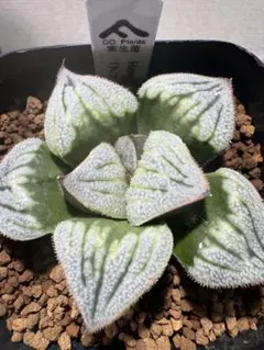 はにわ様 リクエスト 3点 まとめ商品