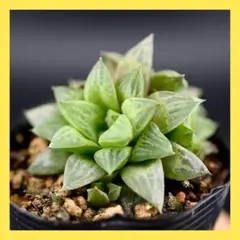 2026年最新】ロウルサンコ アロエの人気アイテム - メルカリ