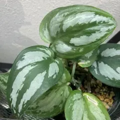 2026年最新】スキンダプサス シルバーの人気アイテム - メルカリ