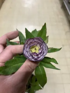 2026年最新】加藤農園さん苗の人気アイテム - メルカリ