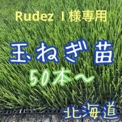 2026年最新】玉ねぎ苗 50本の人気アイテム - メルカリ