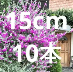 2025年最新】レウコフィルムの人気アイテム - メルカリ