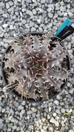 2025年最新】ブロメリア・エアープランツの人気アイテム - メルカリ