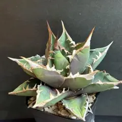 青*桐様 アガベ ハイブリッド 木刺×厳龍 キシロナカンサ×チタノタ 脇芽