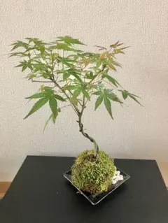 まさゆき様 リクエスト 2点 まとめ商品