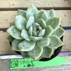 ラウリンゼx梅子