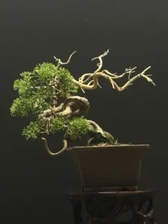 三河盆栽 ケヤキ 欅 箒立ち 葉性良 将来性有 枝混み凄い 小葉性 根張り