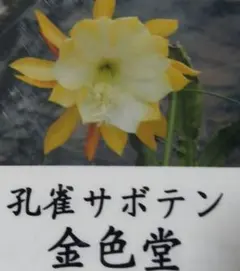 孔雀サボテン 　金色堂 蕾付き 長い枝５０センチ以上 鉢のままメルカリ便発送 2026年最新】クジャクサボテン 金色堂の人気アイテム - メルカリ
